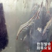 피노키오 새우 5마리