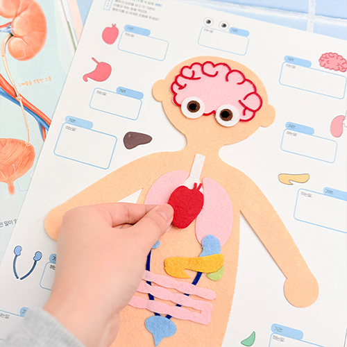 [11257]펠트로 배우는 내 몸 속 탐험세트[E-1]