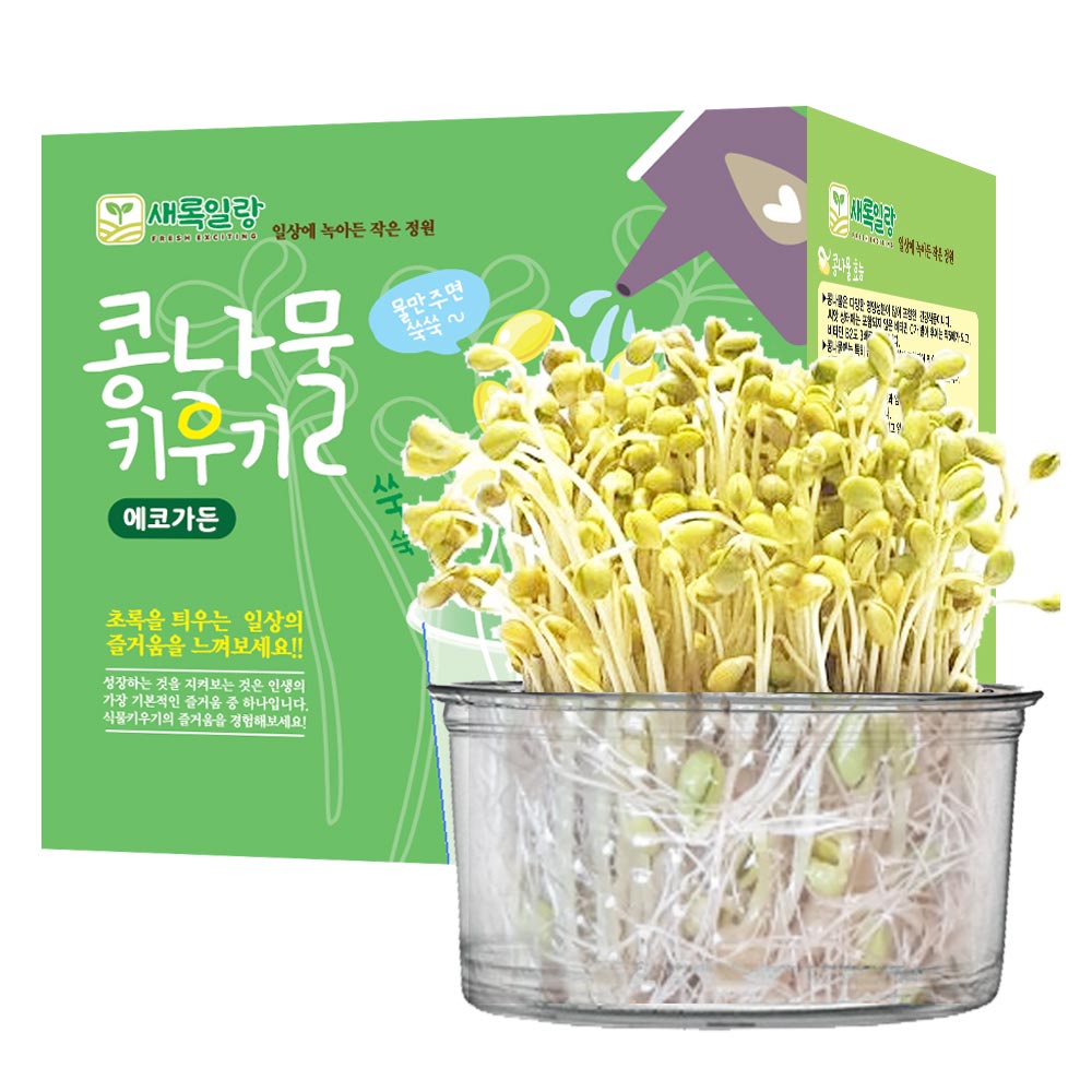 에코가든 식물 관찰 학습 콩나물키우기세트 식물재배키트