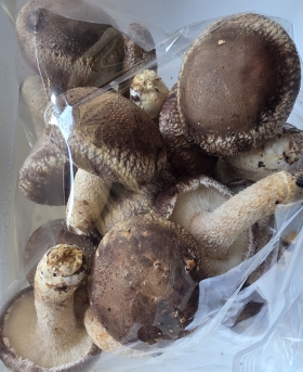 대통송이버섯(예약) 매주 금요일배송 500g