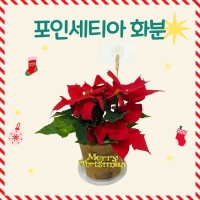 포인세티아 화분