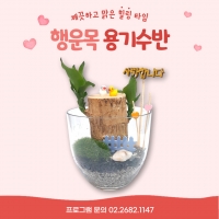 행운목 용기수반