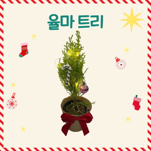 율마트리 율마트리