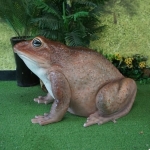 두꺼비