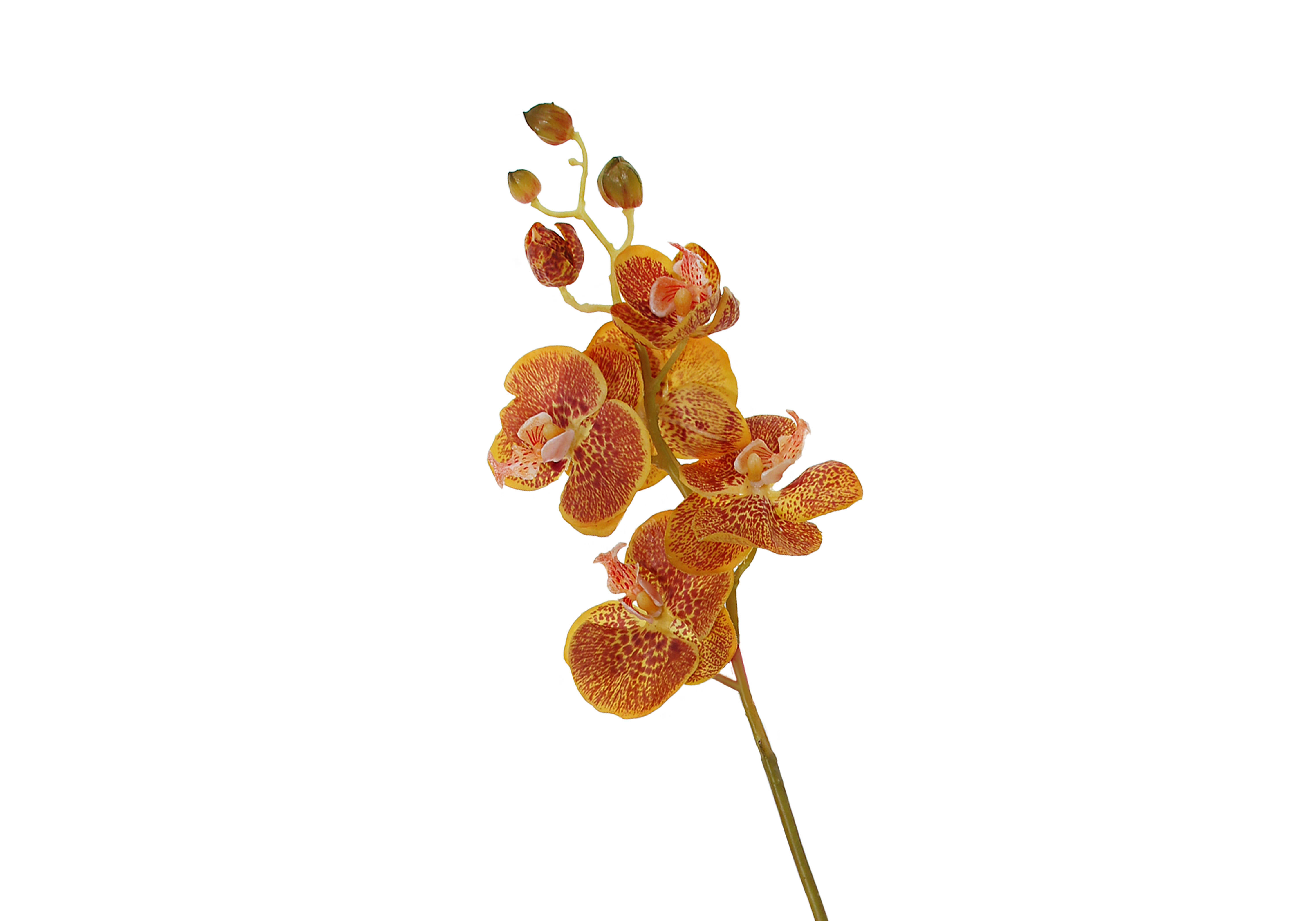 [GE] 호접난 - 오렌지