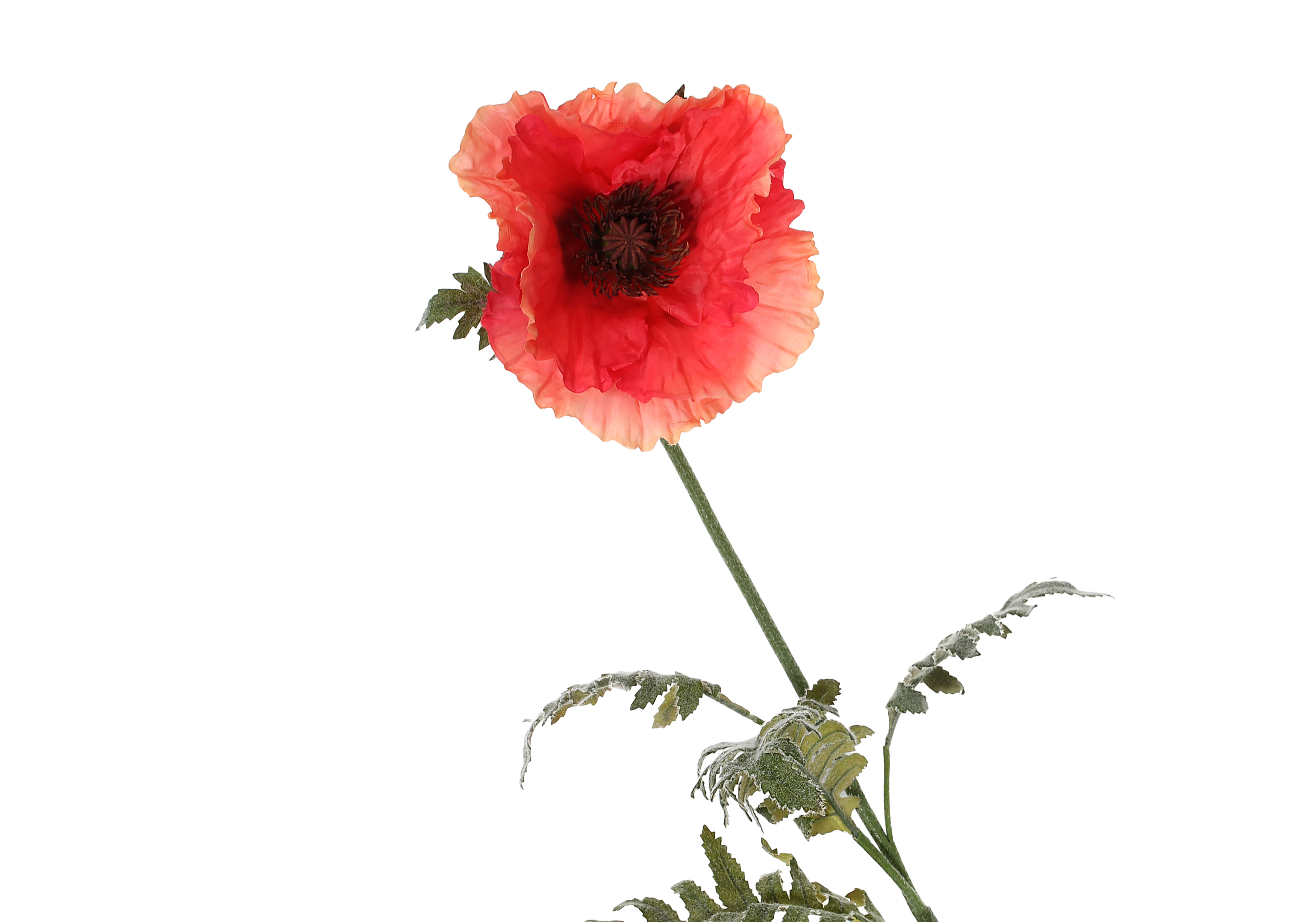 [GE] 뽀삐 - 살몬