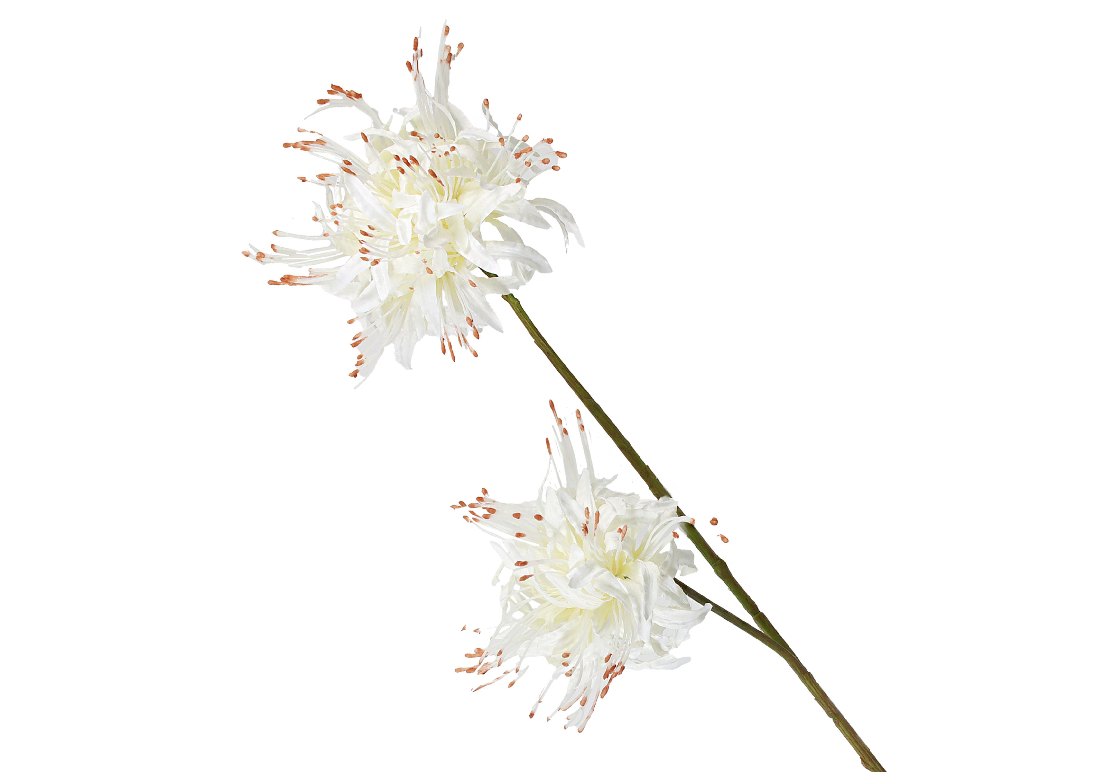 [FI] 상사화 - 크림