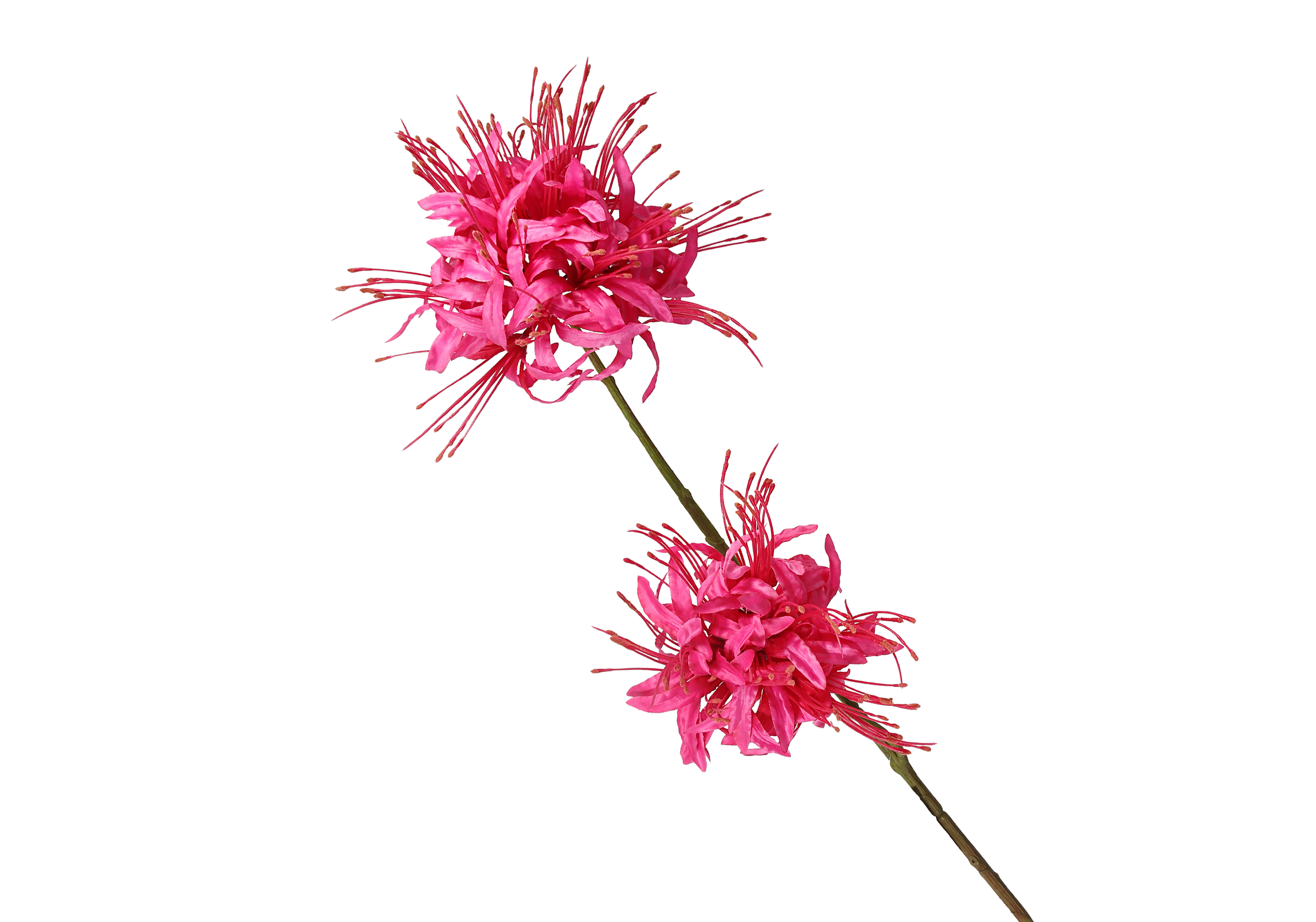 [FI] 상사화 - 핑크