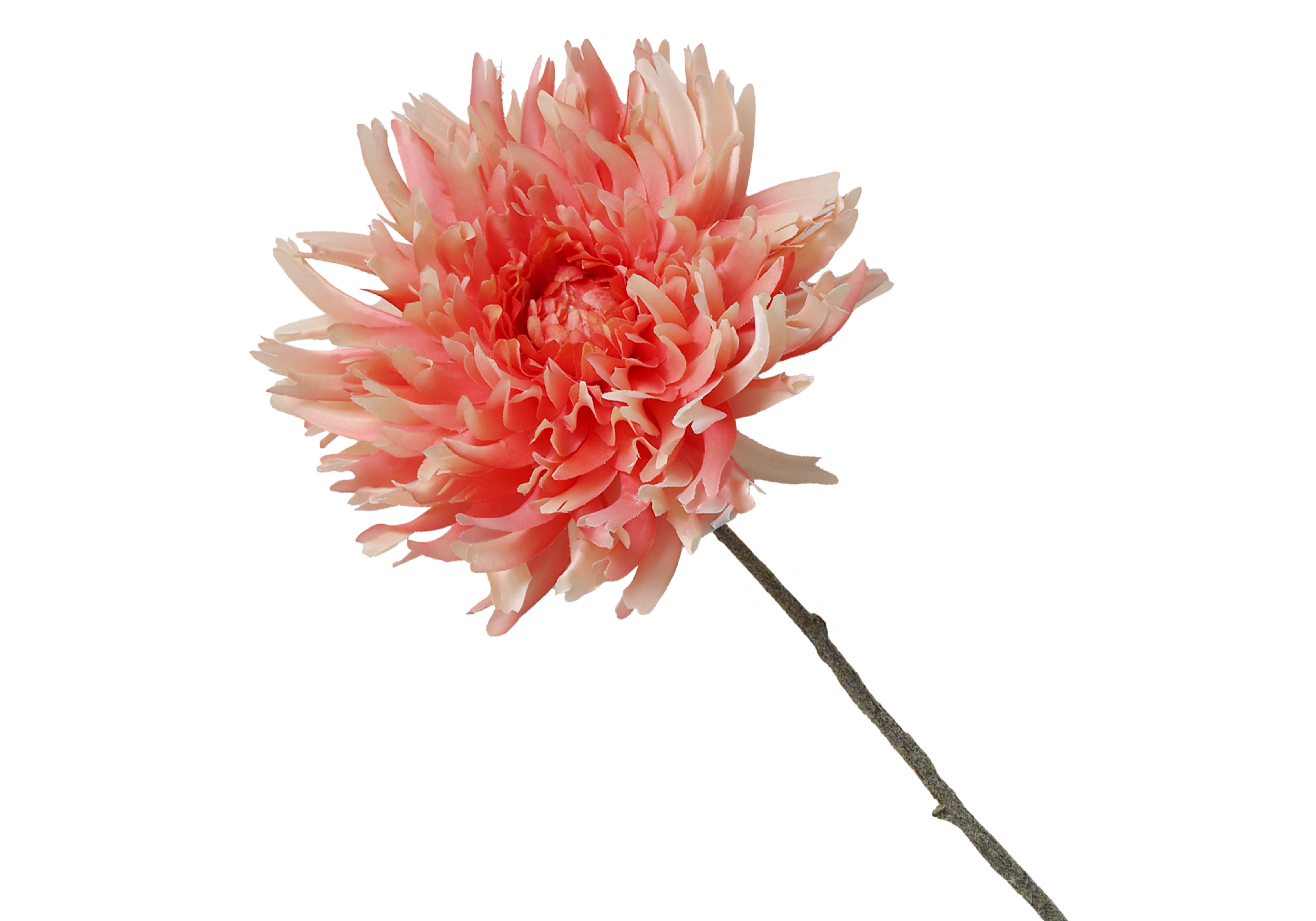 [FI] 대국(SINGLE MUM) - 피치