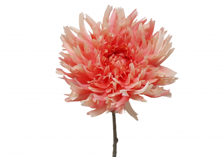 [FI] 대국(SINGLE MUM) - 피치