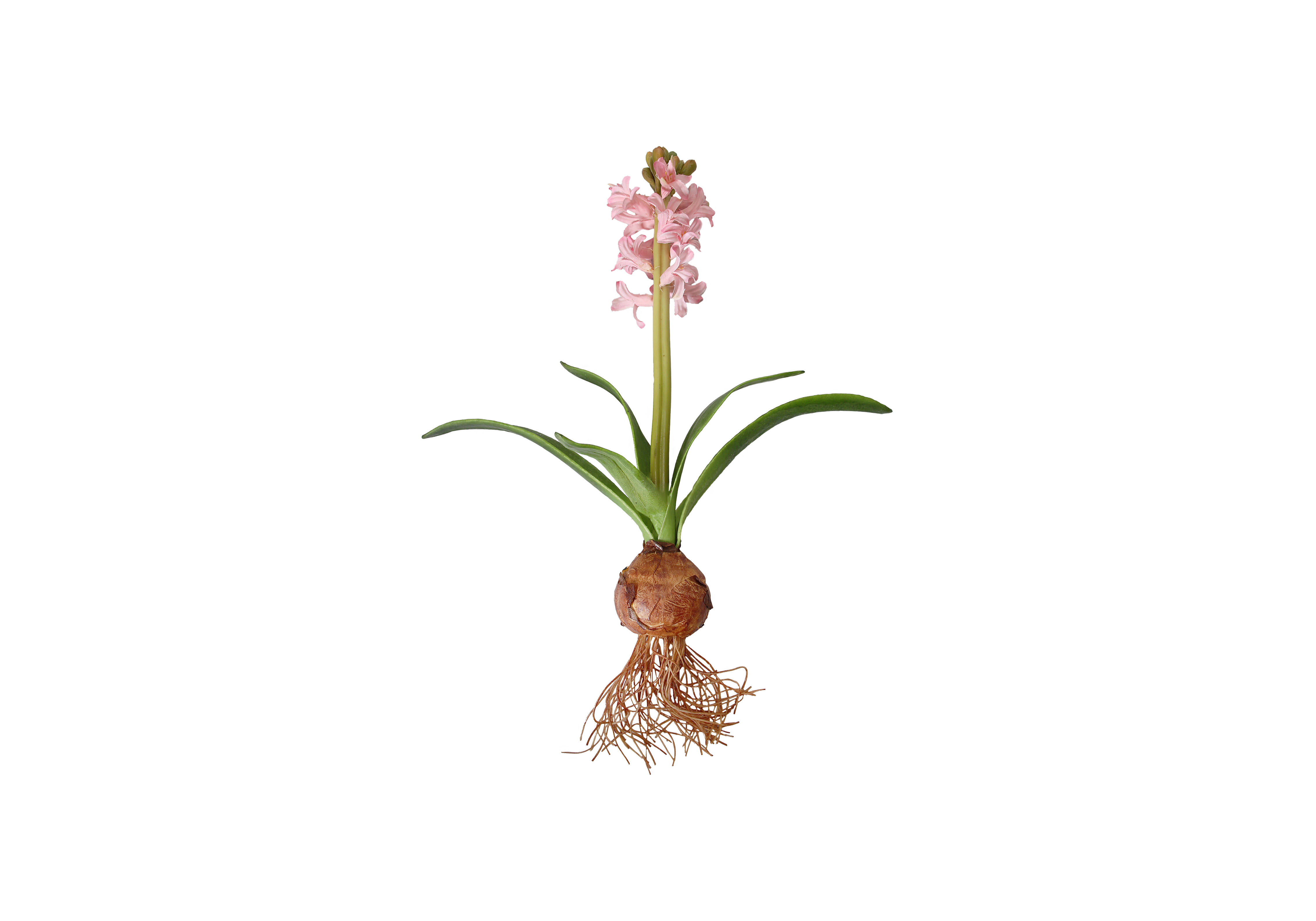 [GE] 히아신스 - 핑크