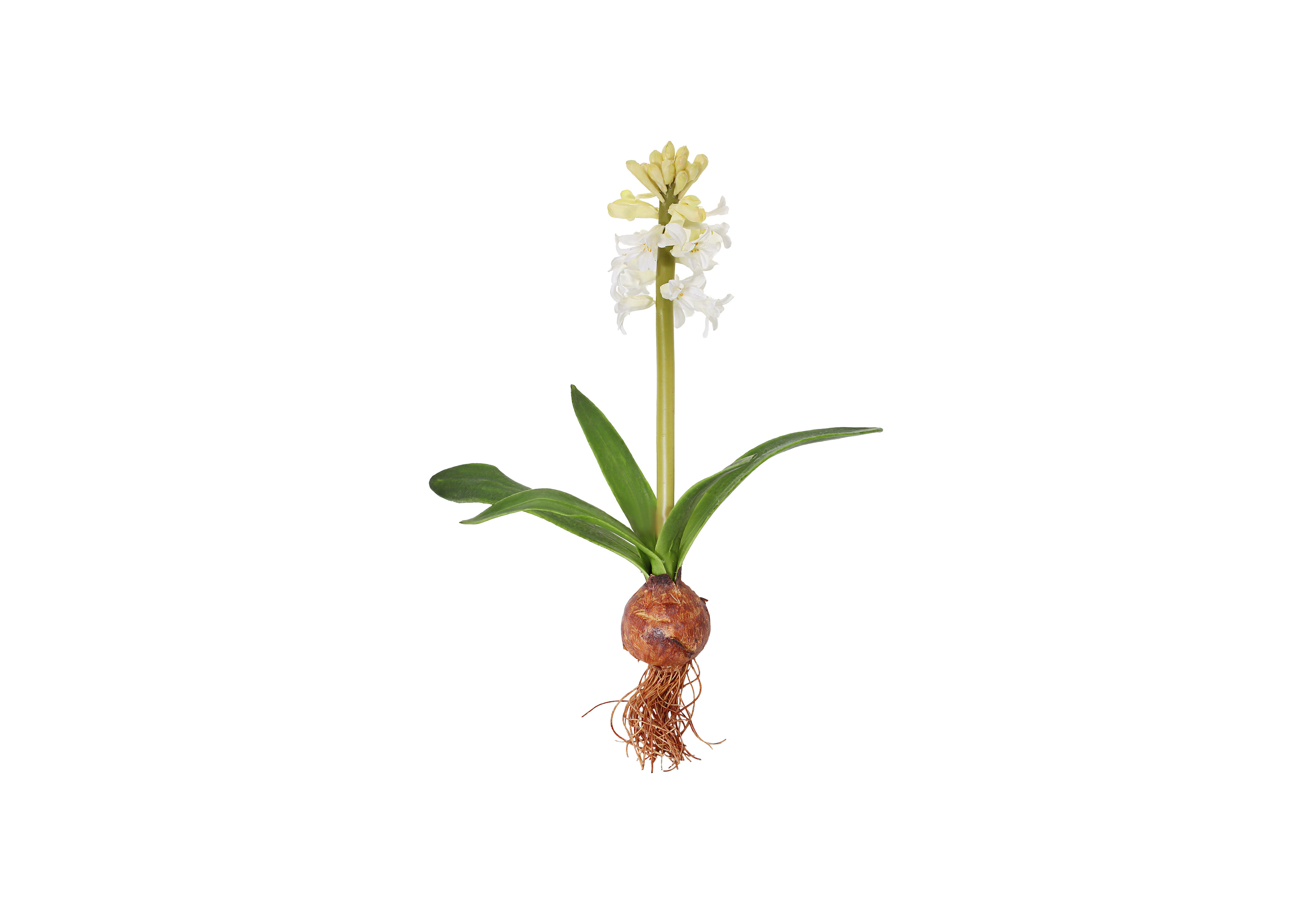 [GE] 히아신스 - 화이트