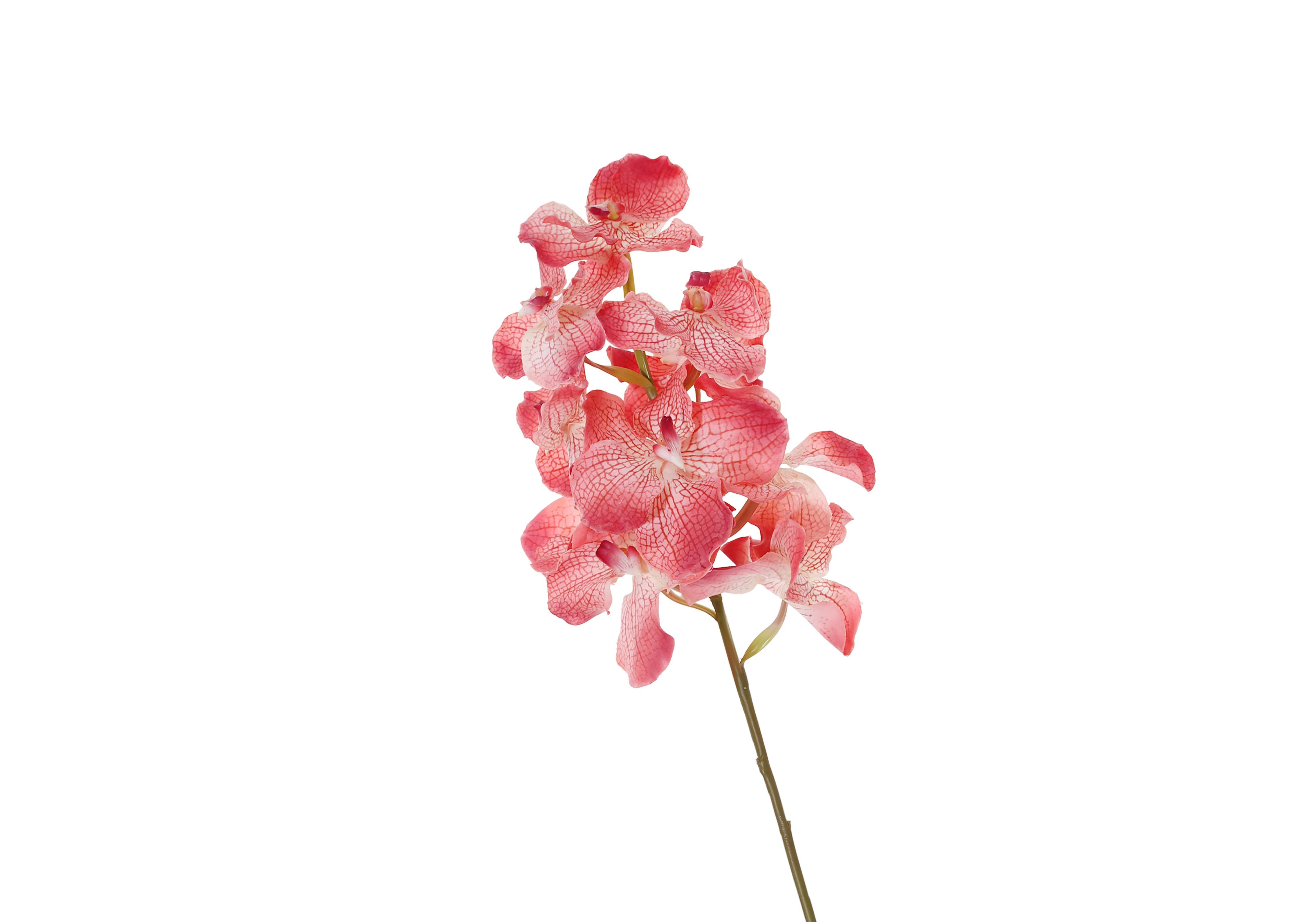 [GE] 반다 -  핑크