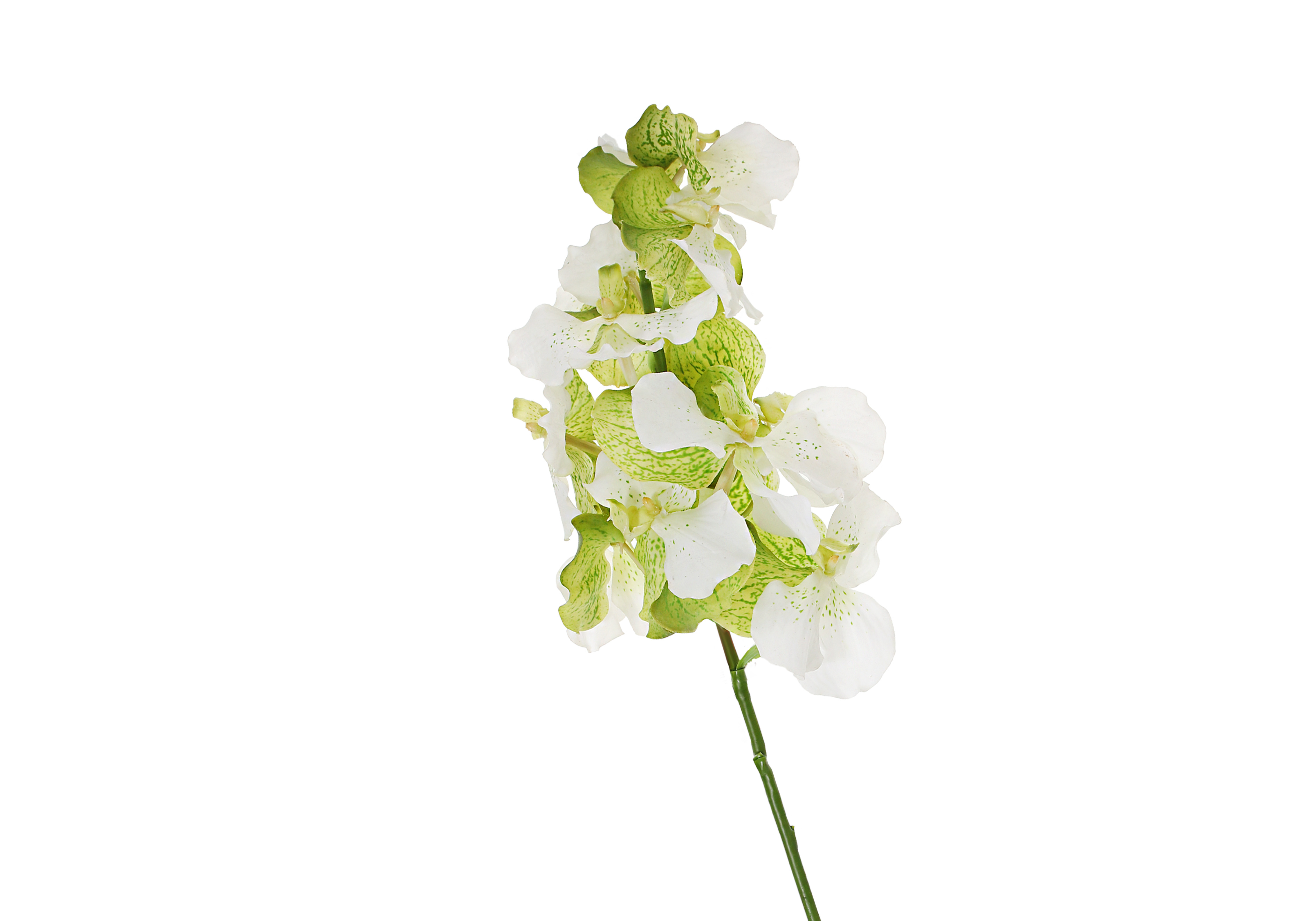 [GE] 반다 - 화이트 그린