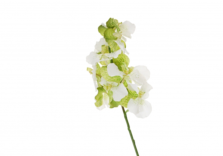 [GE] 반다 - 화이트 그린