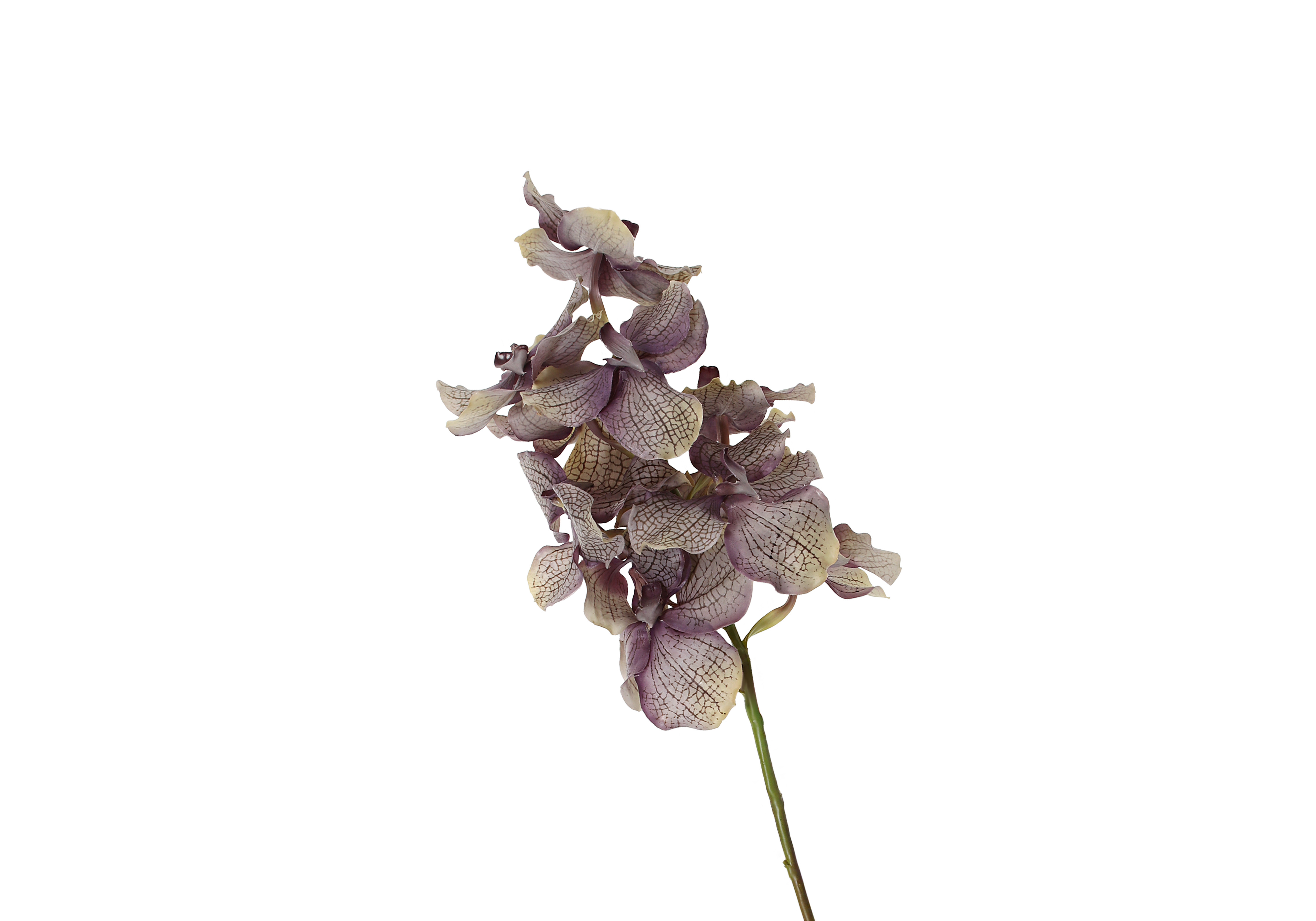 [GE] 반다 - 그레이 라벤더