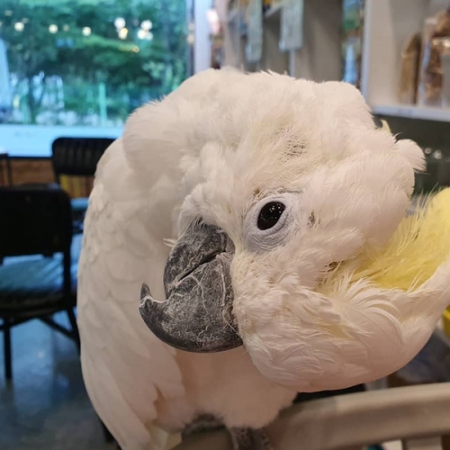 그레이트 코카투