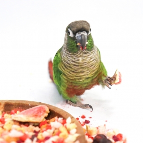 앵큐브 자연주의 동결건조 과과동 [10가지 과일 동결건조]
