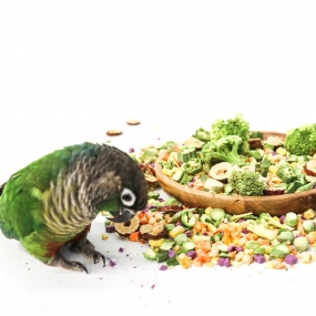 앵큐브 자연주의 동결건조 채채동 [10가지 채소 동결건조]