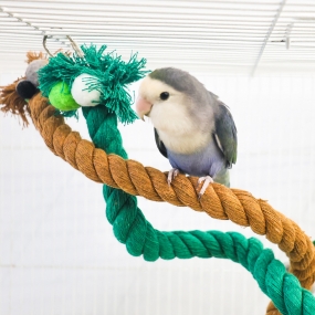 잭과 콩나무 횃대 (콩/나무)