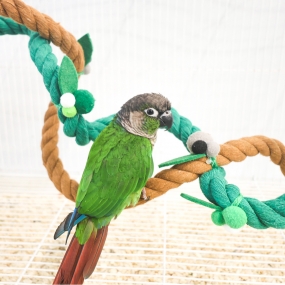 잭과 콩나무 횃대 (콩/나무)