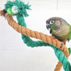 잭과 콩나무 횃대 (콩/나무)