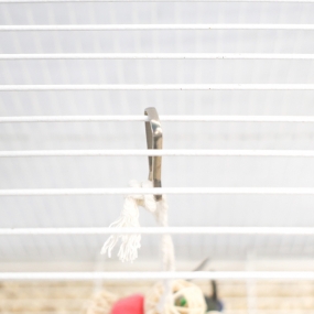 딸랑 등나무 도넛