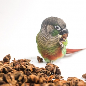 스타아니스 (팔각) 20g