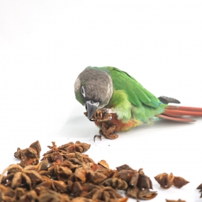 스타아니스 (팔각) 20g