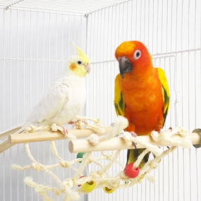 그물 유격 횃대