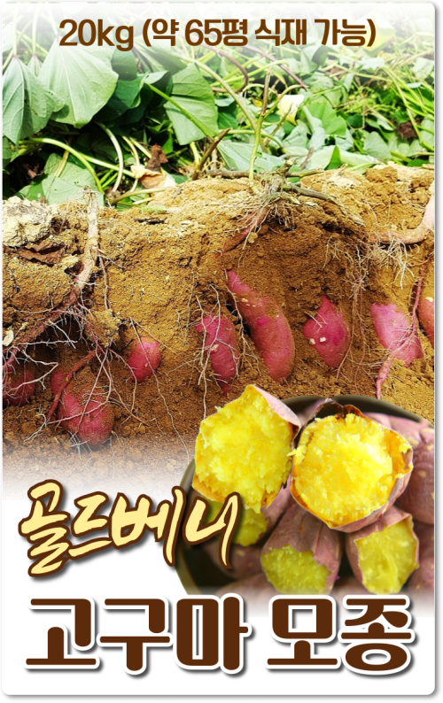 골드베니고구마모종(촉촉한밤)_20kg 약60평 식재가능