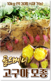 골드베니고구마모종(촉촉한밤)_10kg 약30평 식재가능