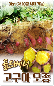 골드베니고구마모종(촉촉한밤)_3kg 약10평 식재가능
