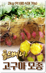 골드베니고구마모종(촉촉한밤)_2kg 약6평 식재가능