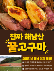 26년 해남 꿀고구마 출시!