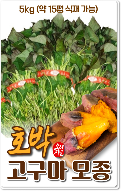 호박고구마모종_무균배양1세대_5kg 약15평 식재가능 호박고구마모종_무균배양1세대_5kg 약15평 식재가능