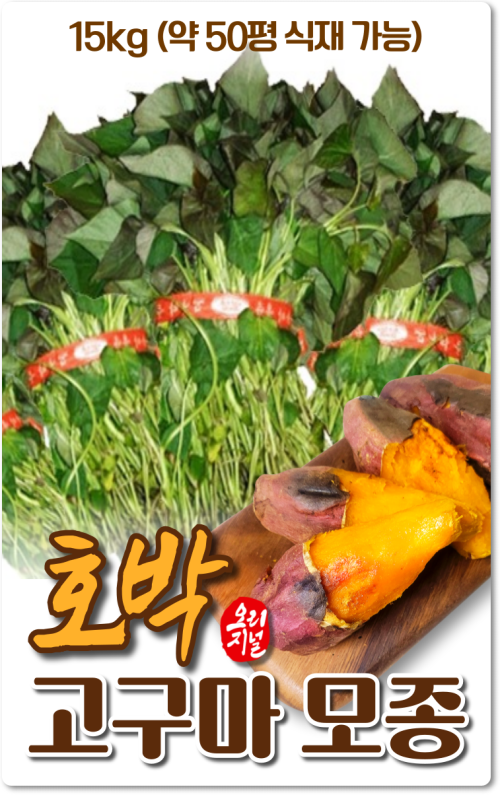 호박고구마모종_무균배양1세대_15kg 약50평 식재가능