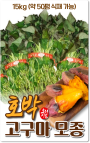 호박고구마모종_무균배양1세대_15kg 약50평 식재가능