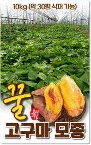 꿀고구마모종_무균배양1세대_10kg 약30평 식재가능
