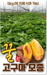 꿀고구마모종_무균배양1세대_5kg 약15평 식재가능