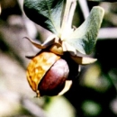 호호바  골드 ( Golden Jojoba B.O)