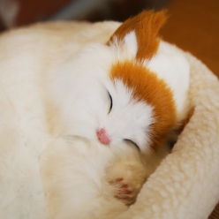 숨쉬는 인형 고양이 브리티쉬