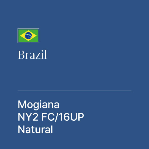 브라질 모지아나 파인컵 NY2 16UP 내추럴