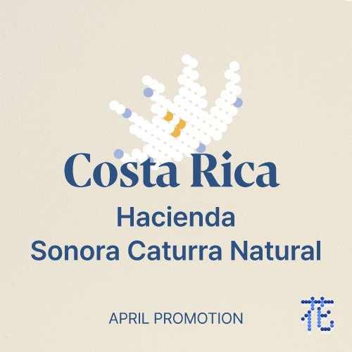 [프로모션] 코스타리카 하시엔다 소노라 카투라 내추럴