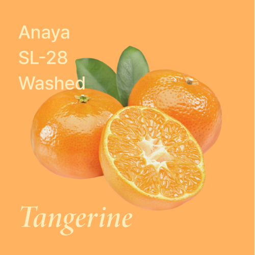 히든셀렉션 콜롬비아 아나야 SL28 워시드