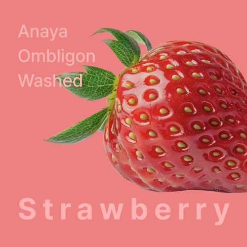 히든셀렉션 콜롬비아 아나야 옴블리곤 워시드