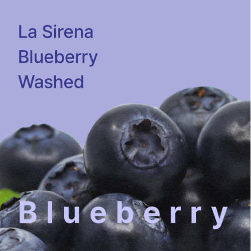 히든셀렉션 핀카 라 시레나 블루베리 워시드