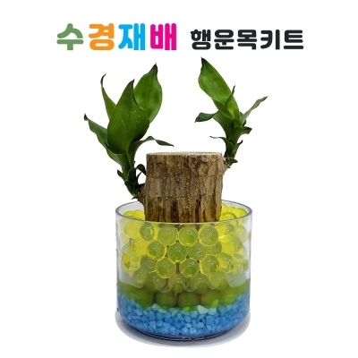 행운목 수경재배 키트 (활동지, 동영상 가능)