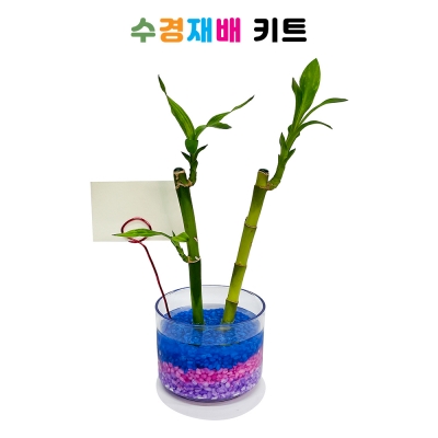 개운죽 수경 재배 키트 (활동지, 동영상 가능)