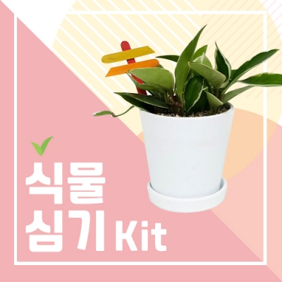 식물심기 키트